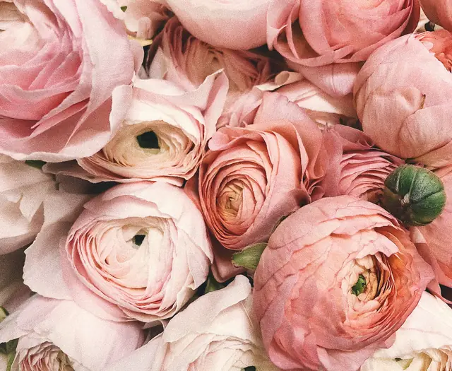 A dense bouquet of pink ranunculus
